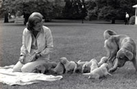 First Lady Betty Ford  and her pet golden retriever,  Liberty, watch over Liberty’s puppies on the South Lawn of the White House.   October 5, 1975. 